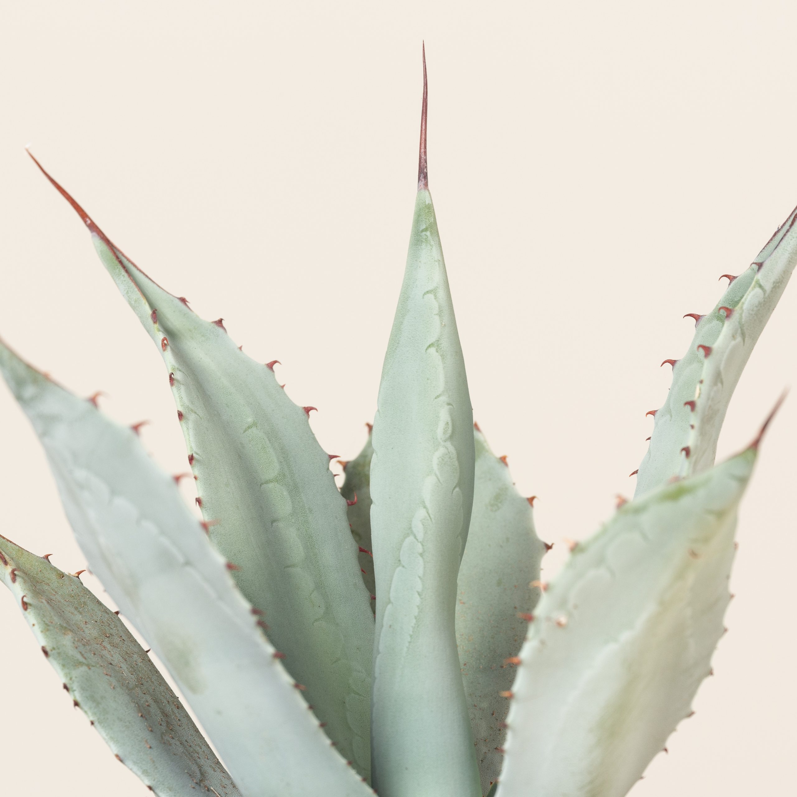 Agave parryi var. huachusensis | The Palm Centre