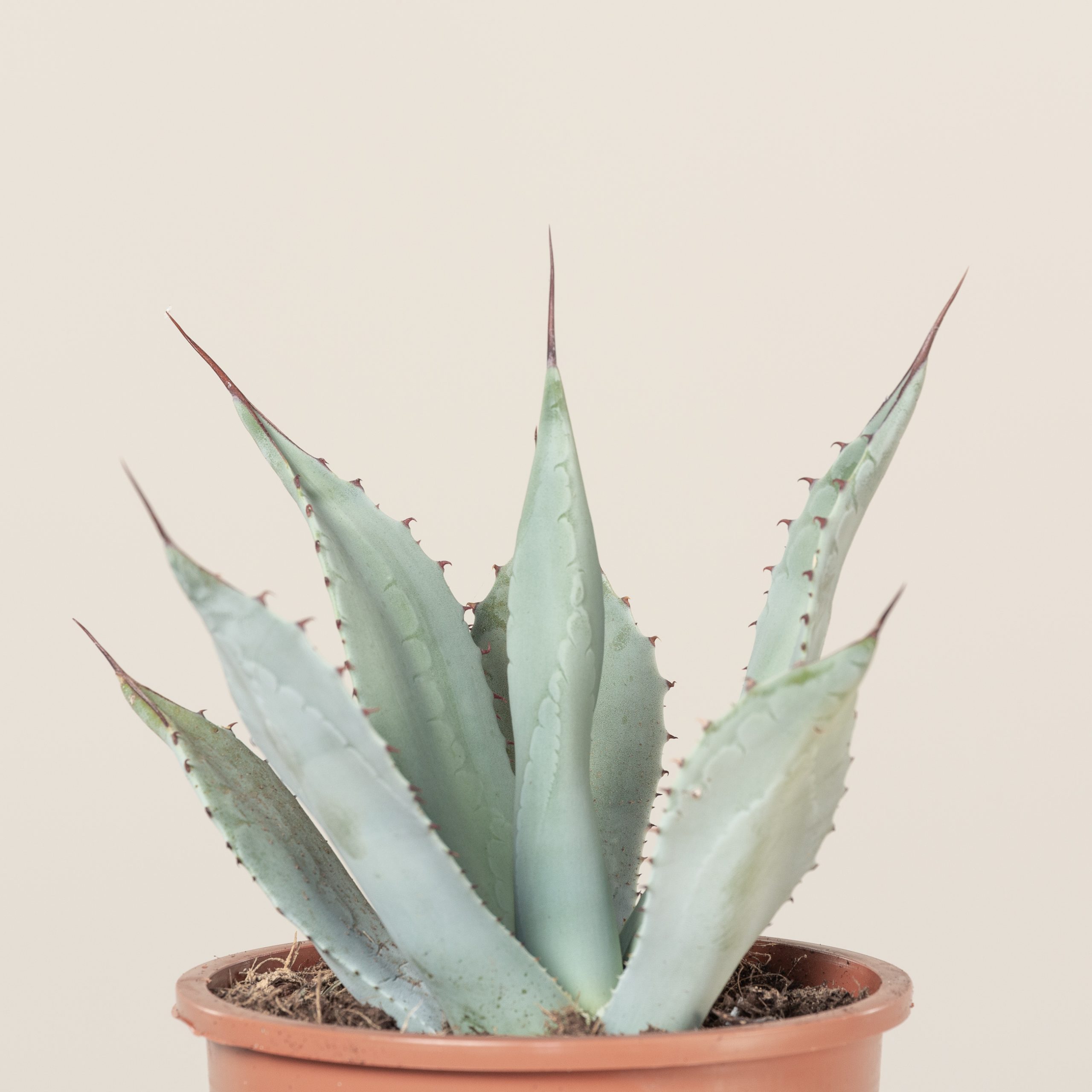 Agave parryi var. huachusensis - Image 3