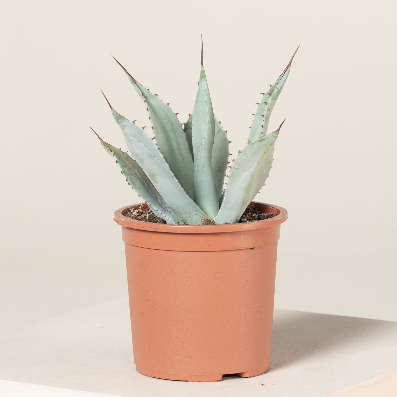 アガベ Agave parryi 'Desert Delight' 117 Agave Parryi Parryi – Plantencentrum Exotica