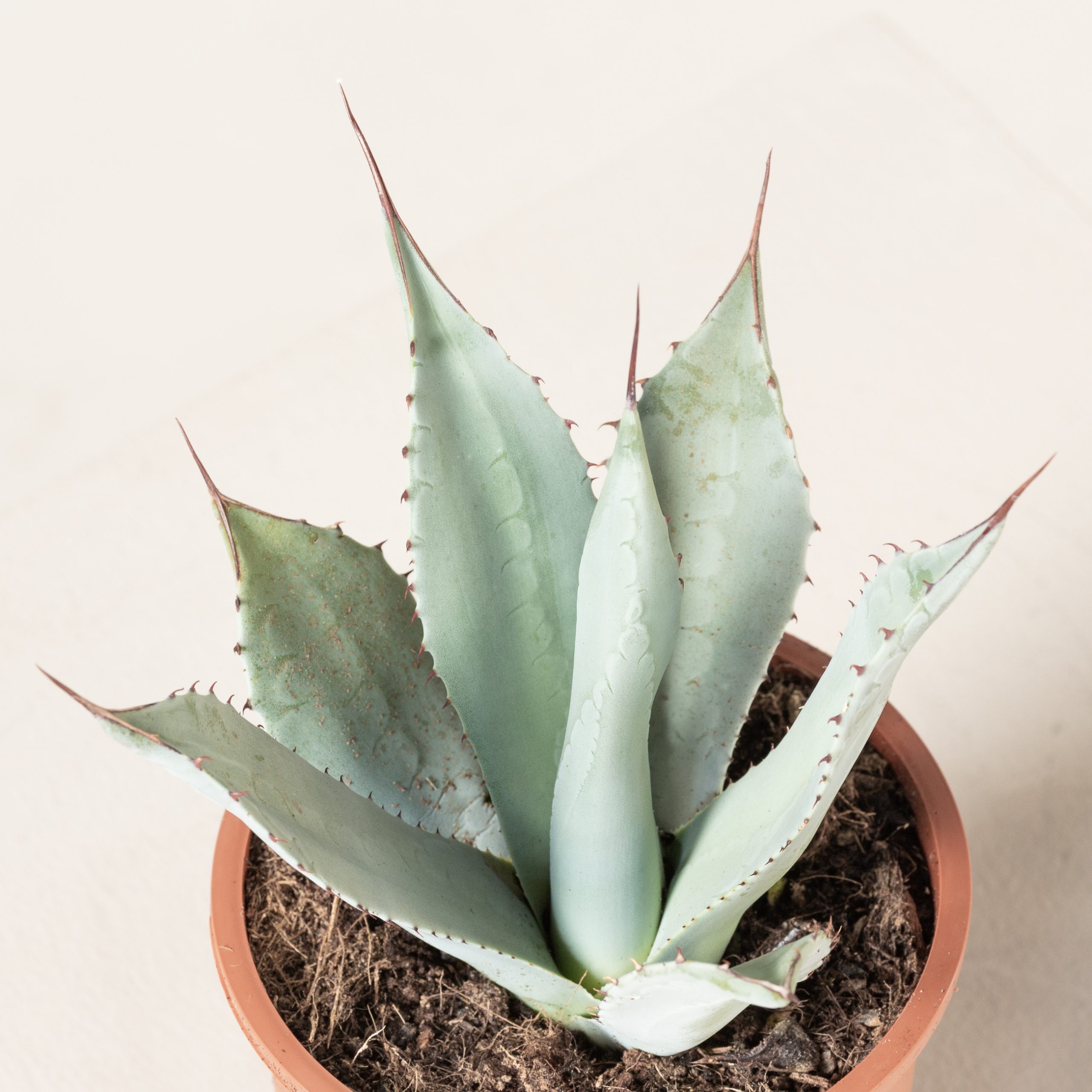 アガベ Agave parryi 'Desert Delight' 117 Agave Parryi Parryi – Plantencentrum Exotica