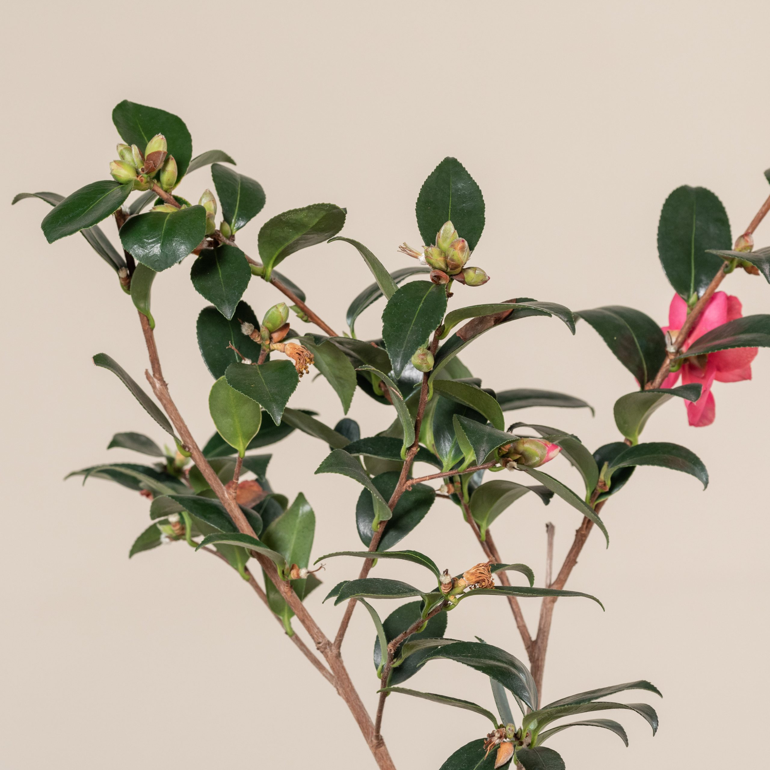 Camellia sasanqua 'Hiryu' - Image 2