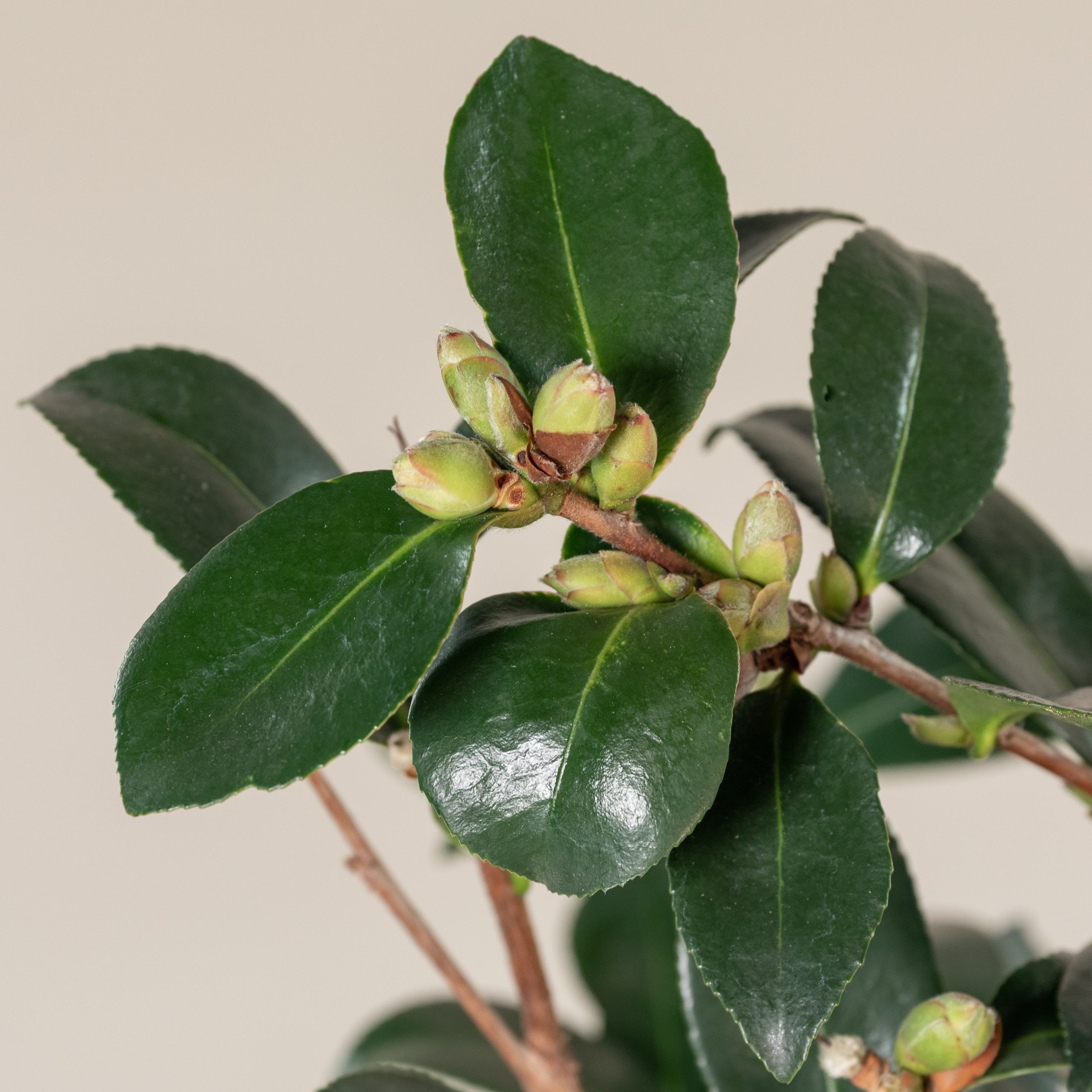 Camellia sasanqua 'Hiryu' - Image 5