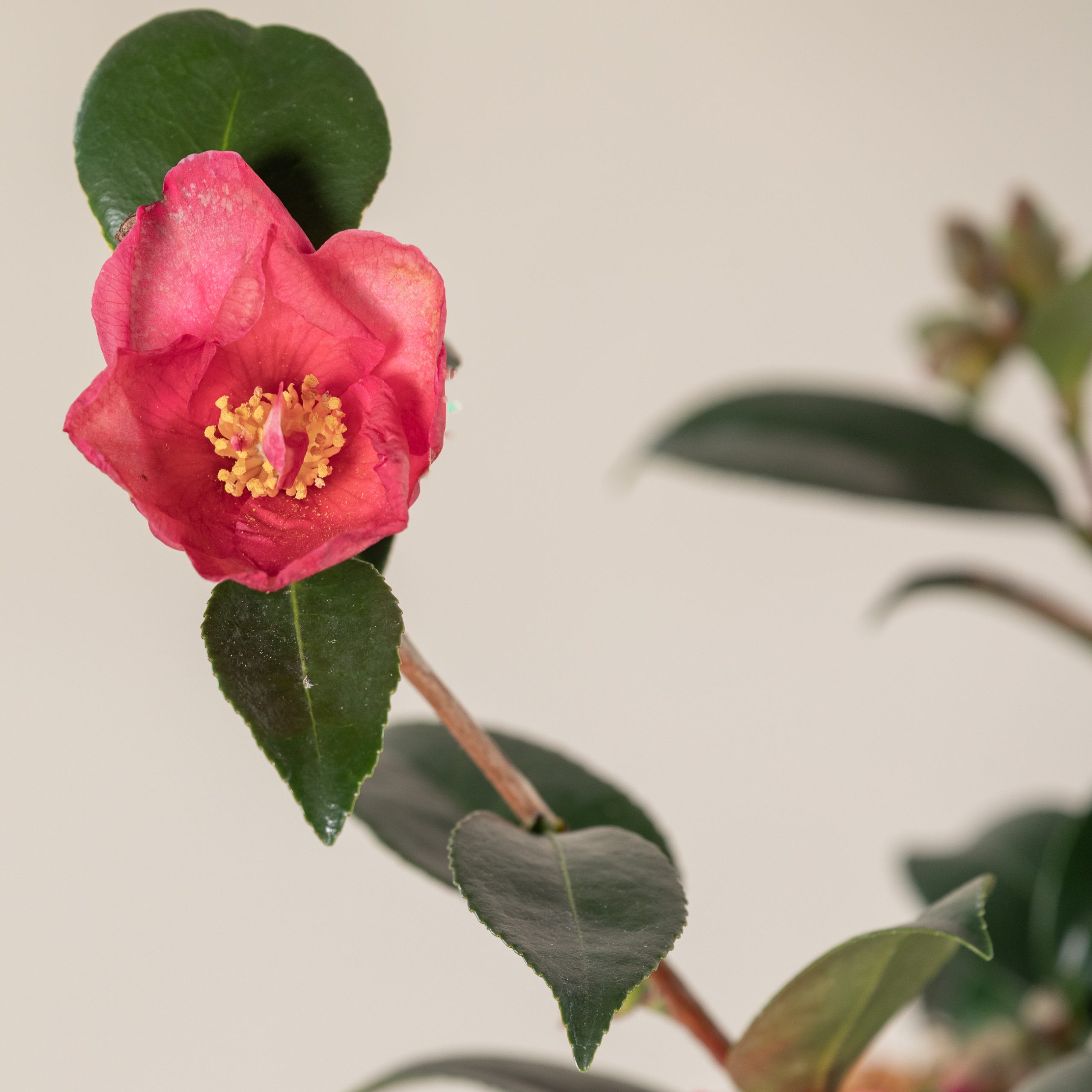 Camellia sasanqua 'Hiryu' - Image 4