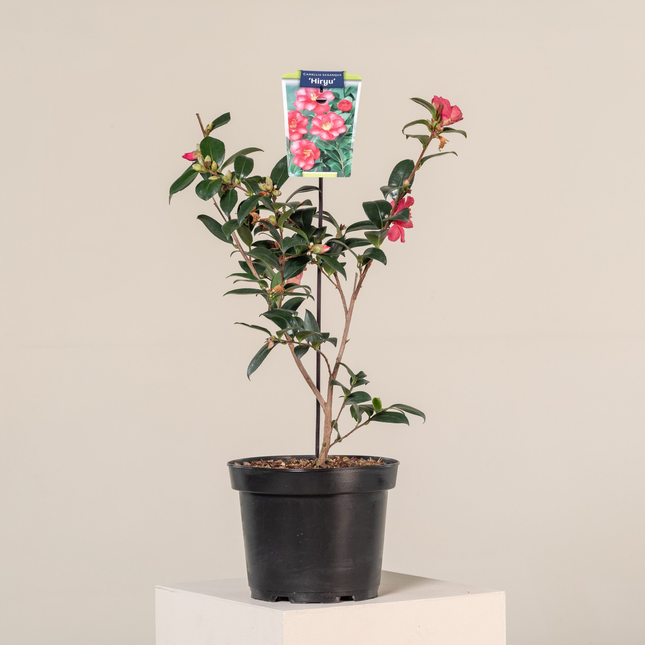 Camellia sasanqua 'Hiryu'