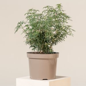 Choisya 'White Dazzler'