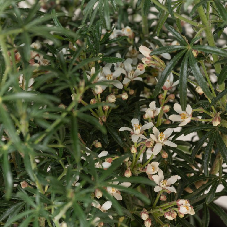 Choisya ‘White Dazzler’