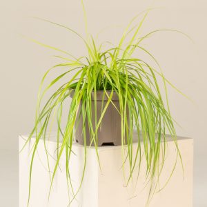 Carex oshimensis 'Everillo'