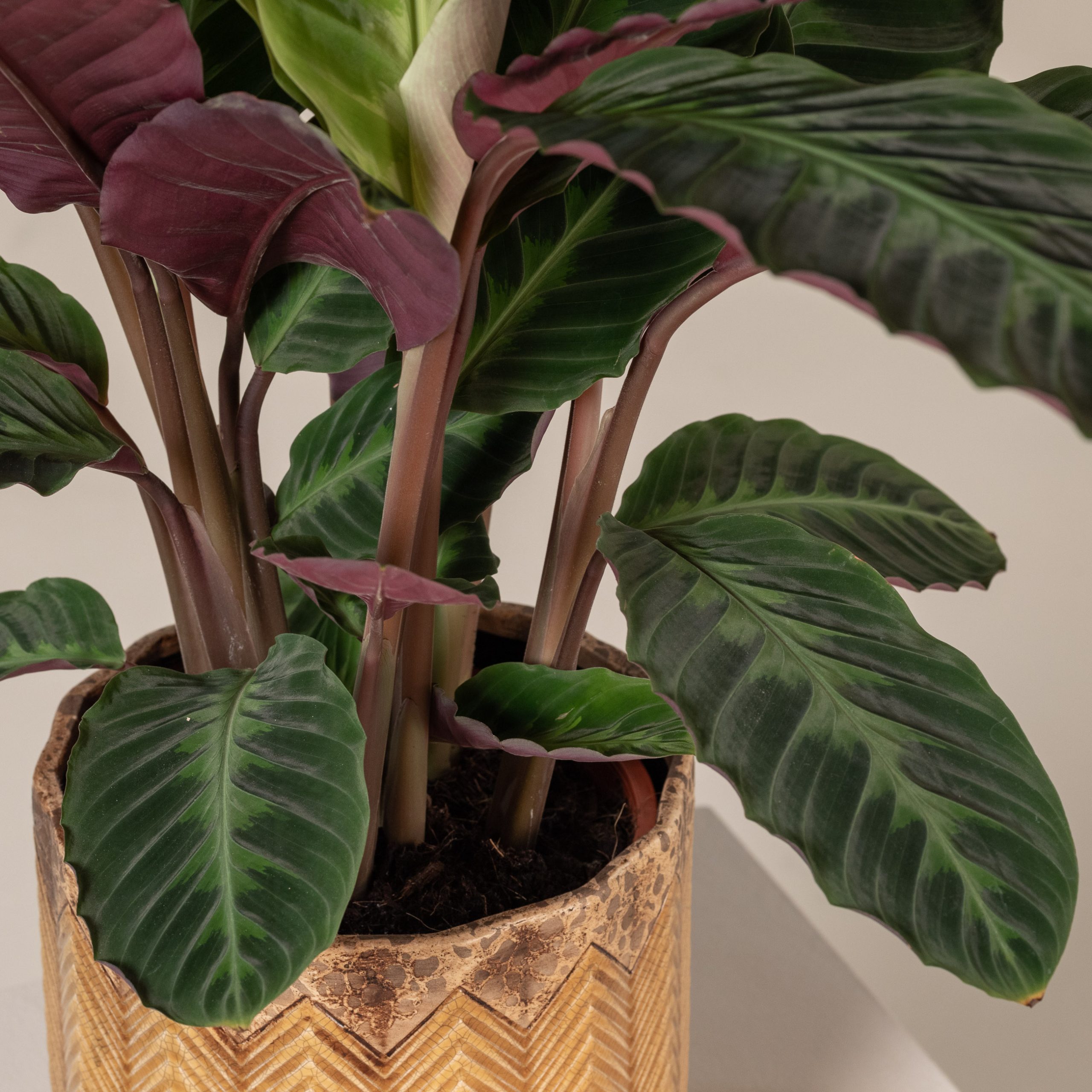 Calathea warscewiczii | The Palm Centre