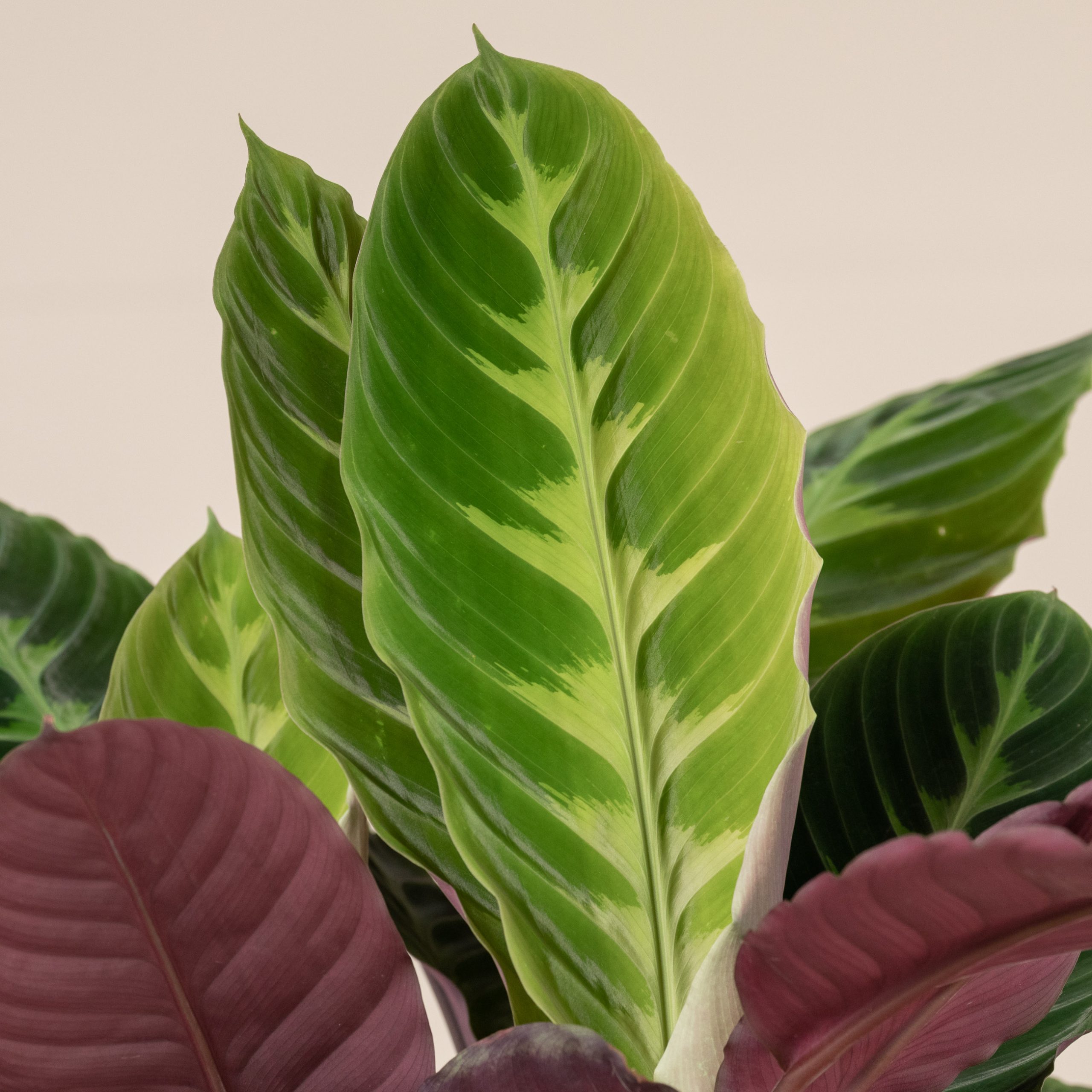unterschied philodendron efeutute Efeutute Scindapsus Pictus Trebie, Marble Queen, N'joy, Philodendron N –  vielgrün main image 1