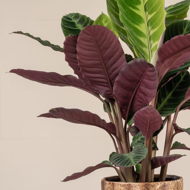 Purple Foliage Undersides