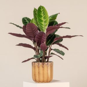 Calathea warscewiczii