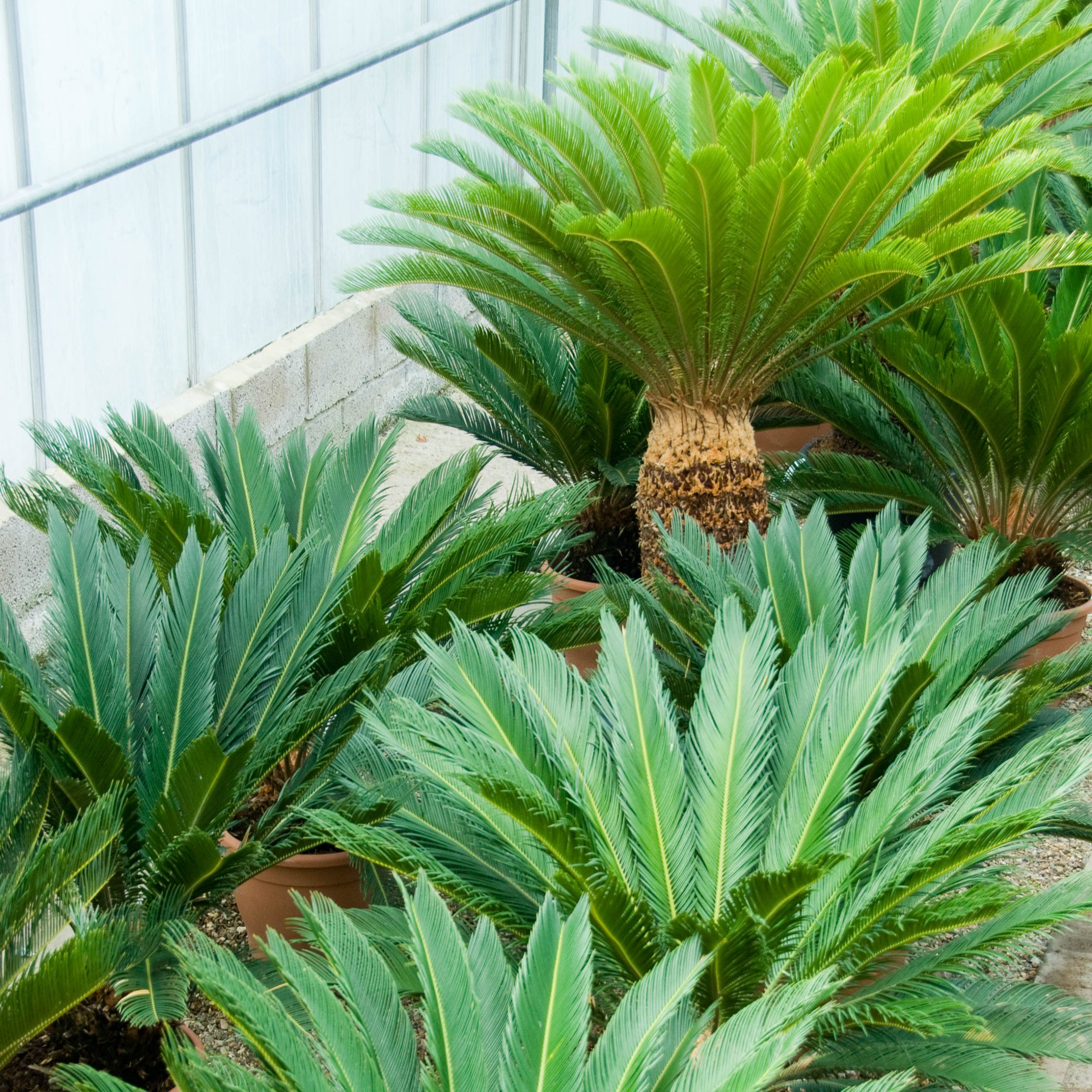 Cycads 101: The crucial guide to take care of all your cycads | The ...