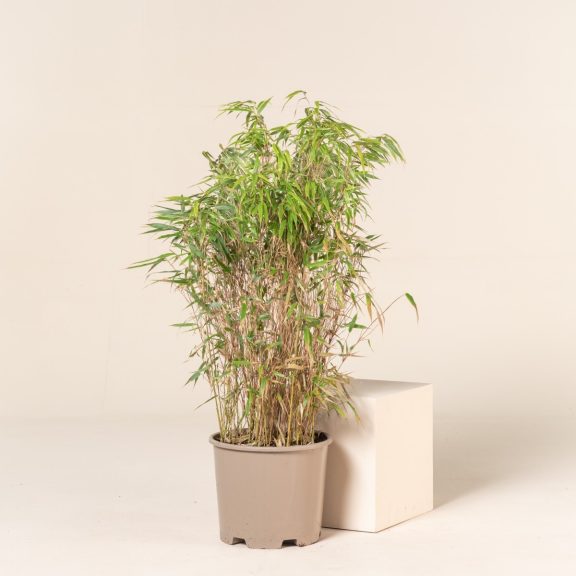 Fargesia robusta 'Wenchuan' | The Palm Centre