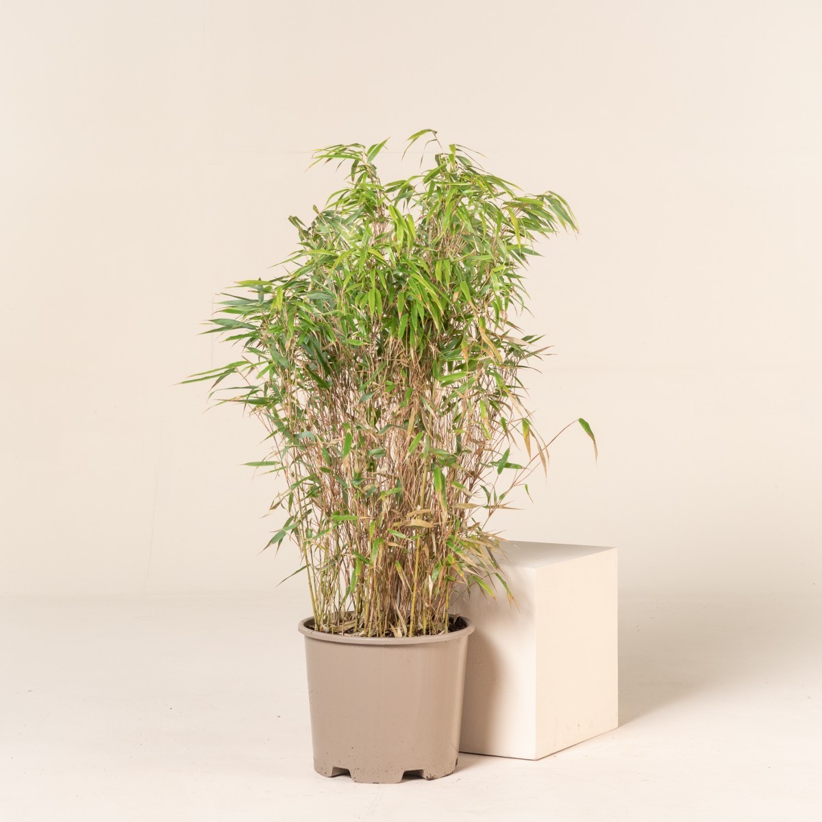 Fargesia robusta 'Wenchuan' | The Palm Centre
