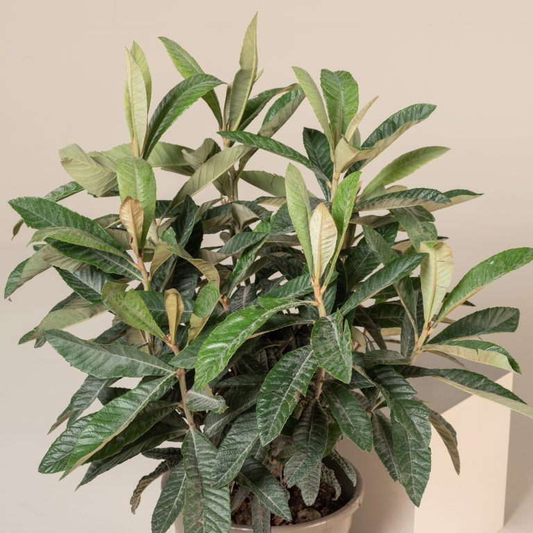 Eriobotrya japonica – Bush