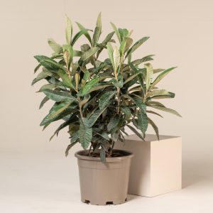 Eriobotrya japonica - Bush