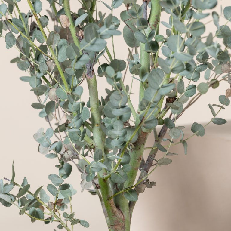 Eucalyptus gunnii