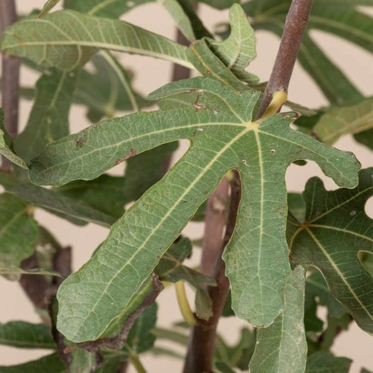 Ficus carica ‘Brown Turkey’
