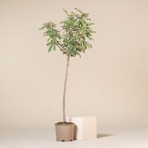 Ficus carica 'Brown Turkey' - Half Standard