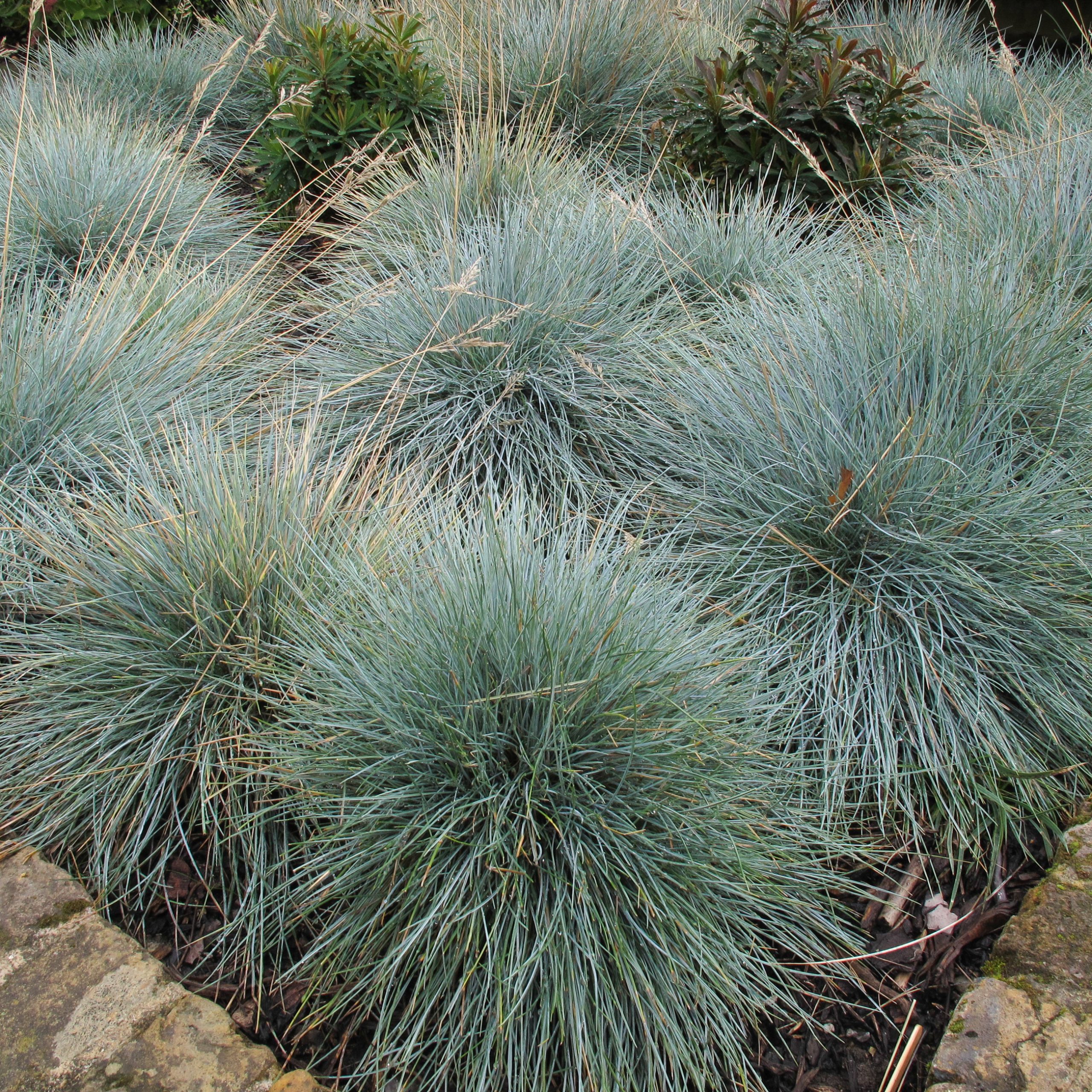Festuca glauca 'Elijah Blue' - Image 6