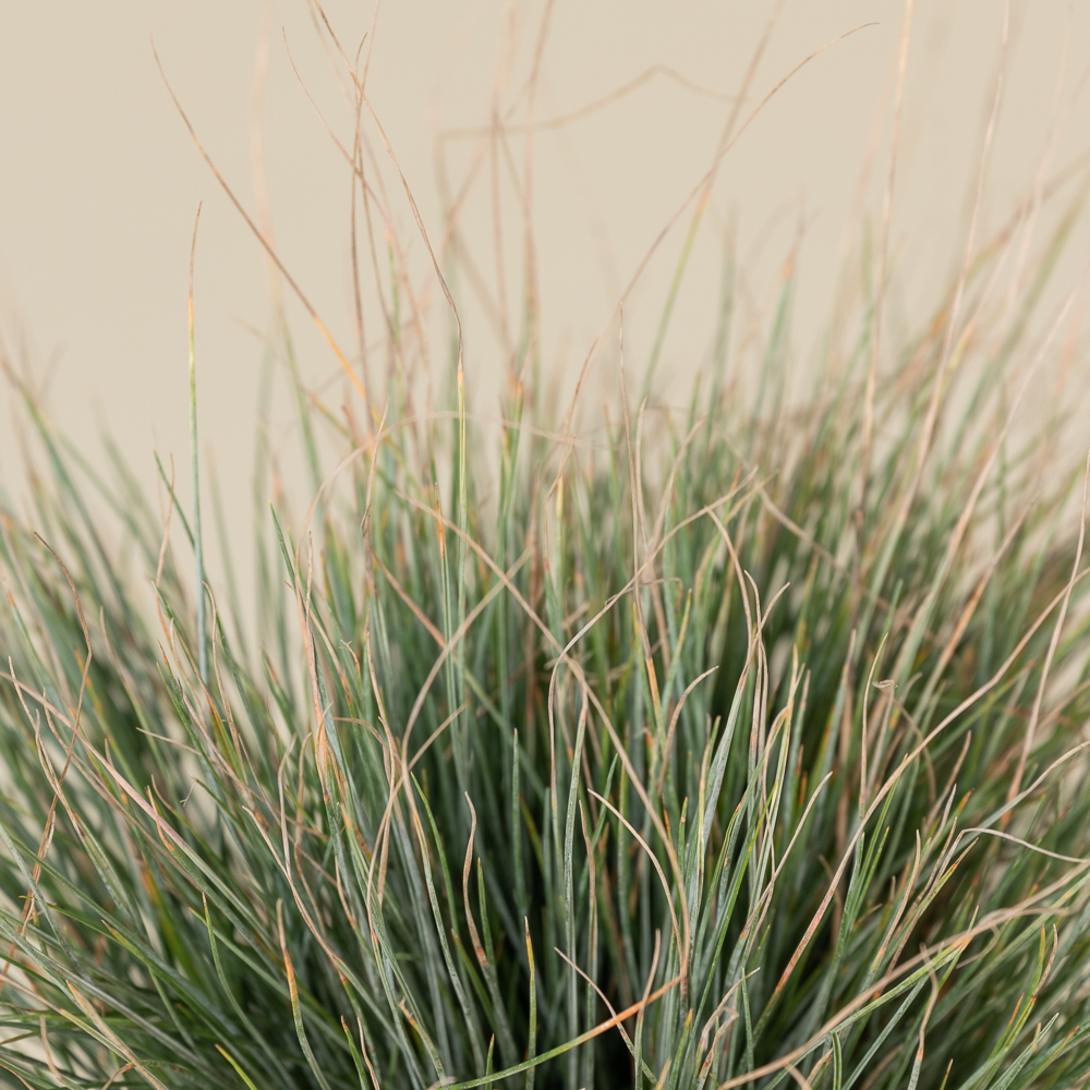 Festuca glauca 'Elijah Blue' - Image 2