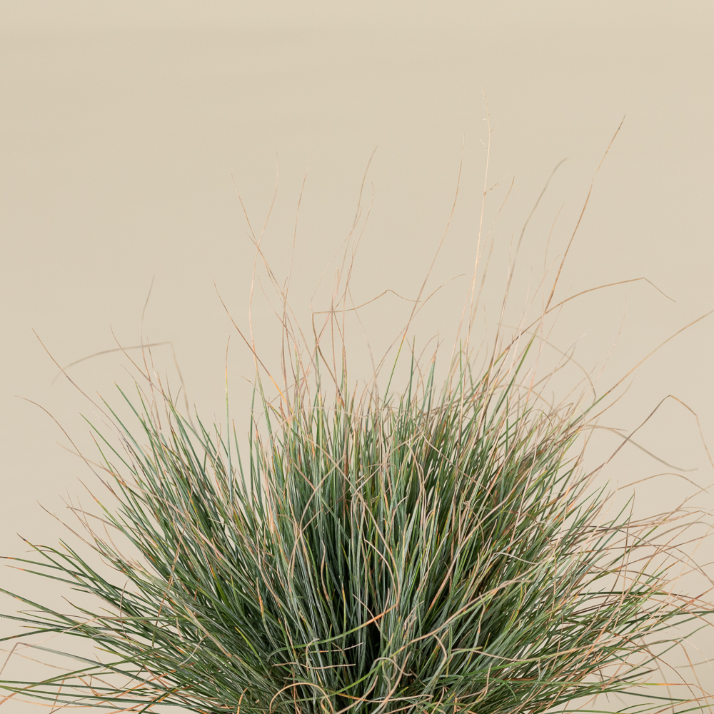 Festuca glauca 'Elijah Blue' - Image 7