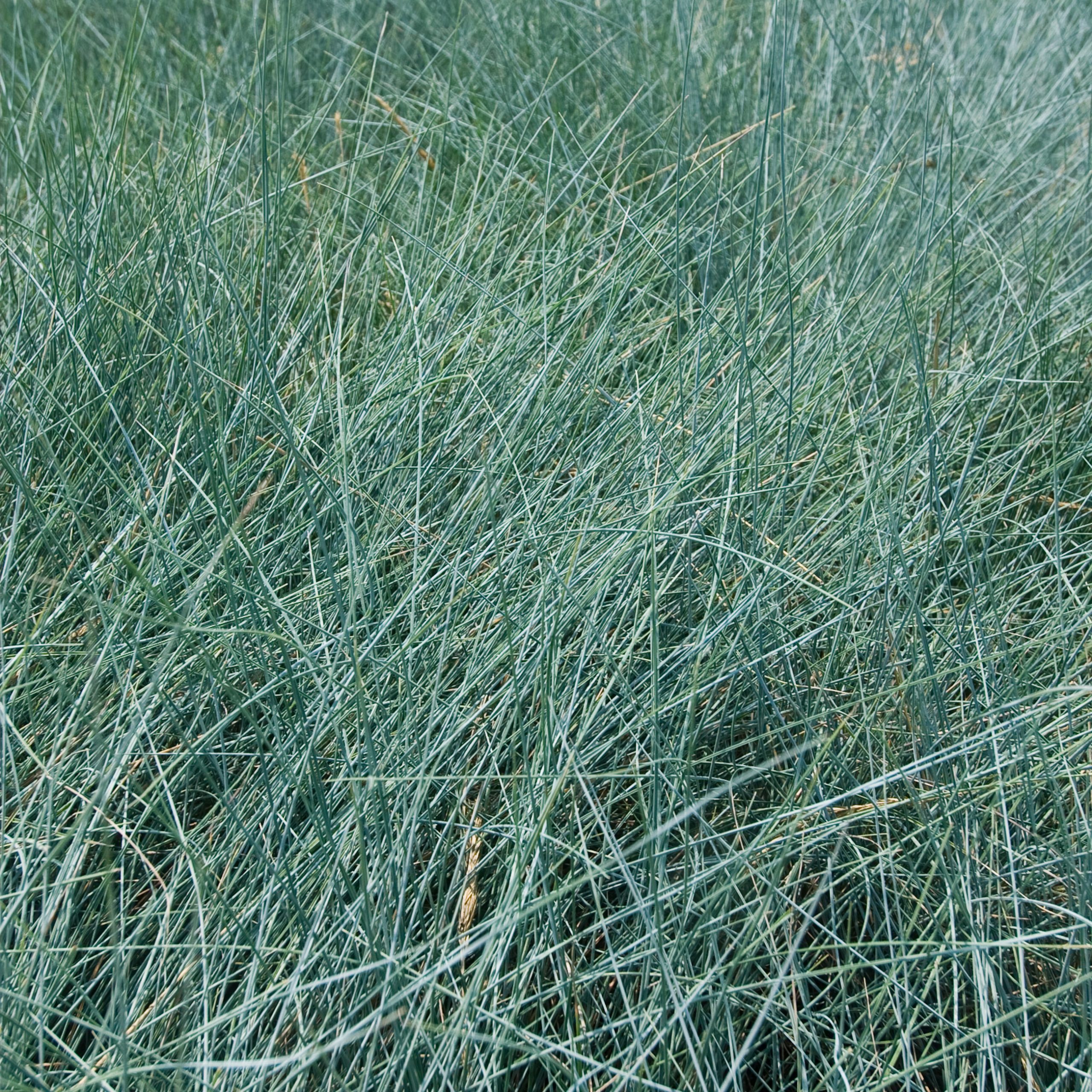 Festuca glauca 'Elijah Blue' - Image 3