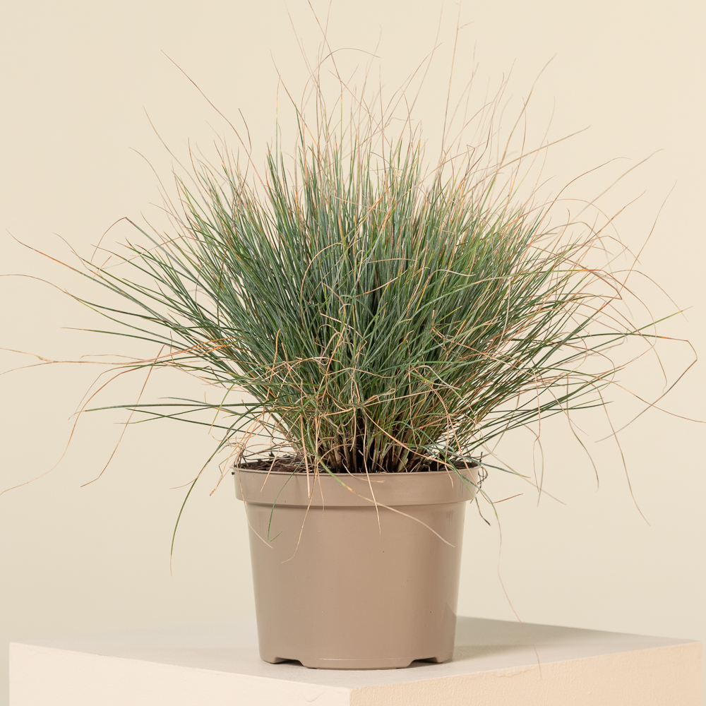 Festuca glauca 'Elijah Blue' - Image 8