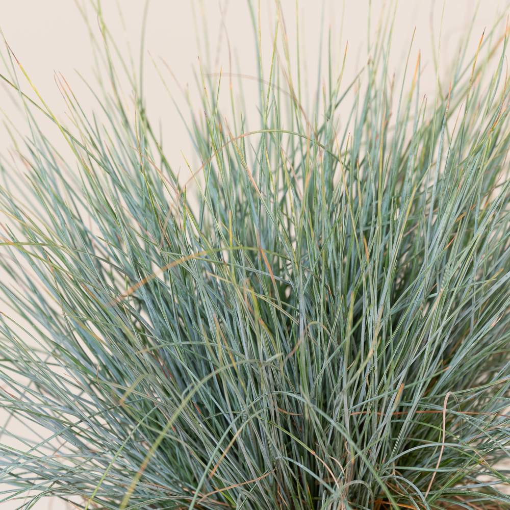Festuca glauca 'Elijah Blue' - Image 5