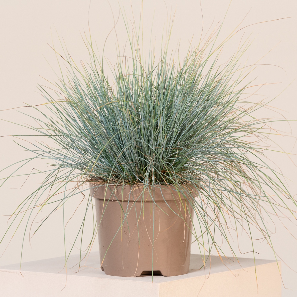 Festuca glauca 'Elijah Blue'
