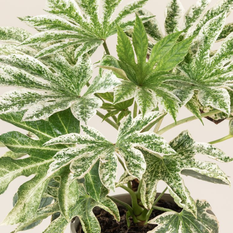 Fatsia japonica ‘Spider’s Web’