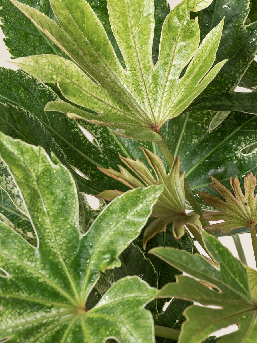 Plant arrived in great condition, well grown and nice size