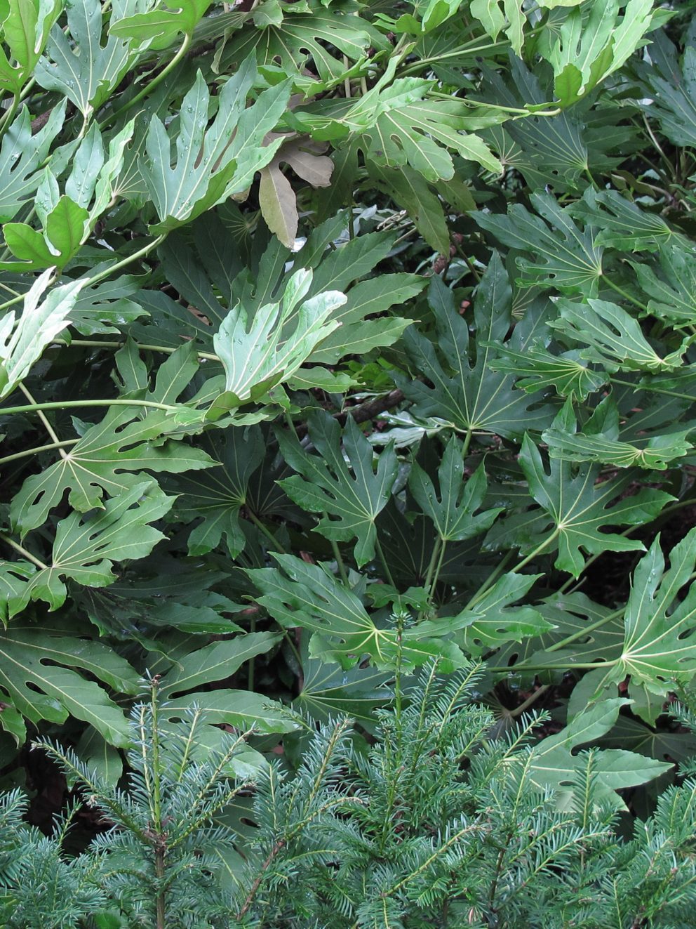 Ordered 3 Fatsia’s, all received on time. Great quality, very healthy plants and all equally sized!