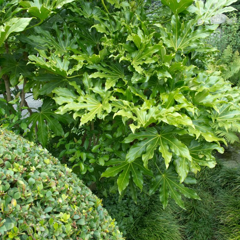 Fatsia japonica