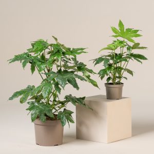 Fatsia japonica