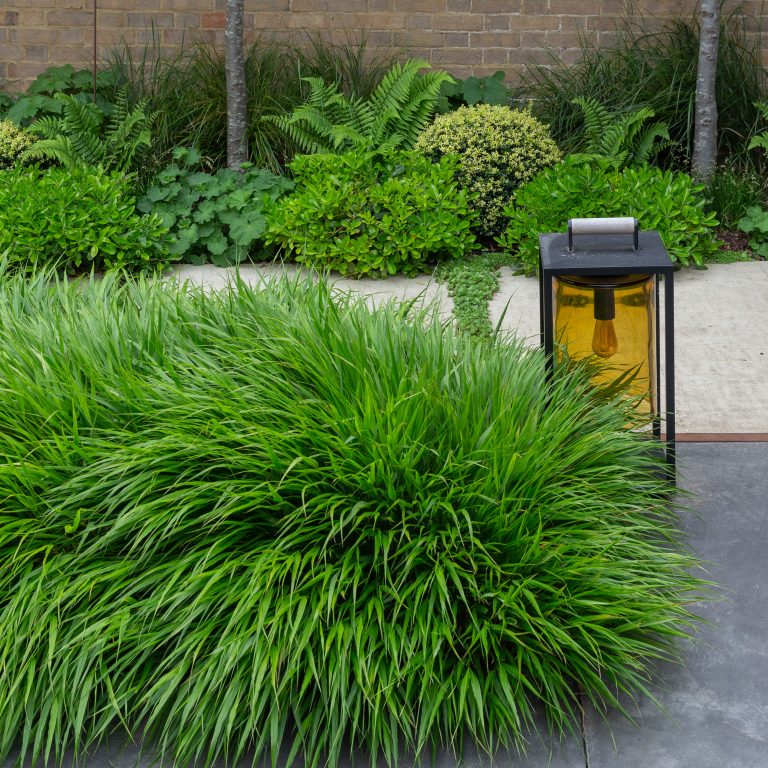 Hakonechloa macra