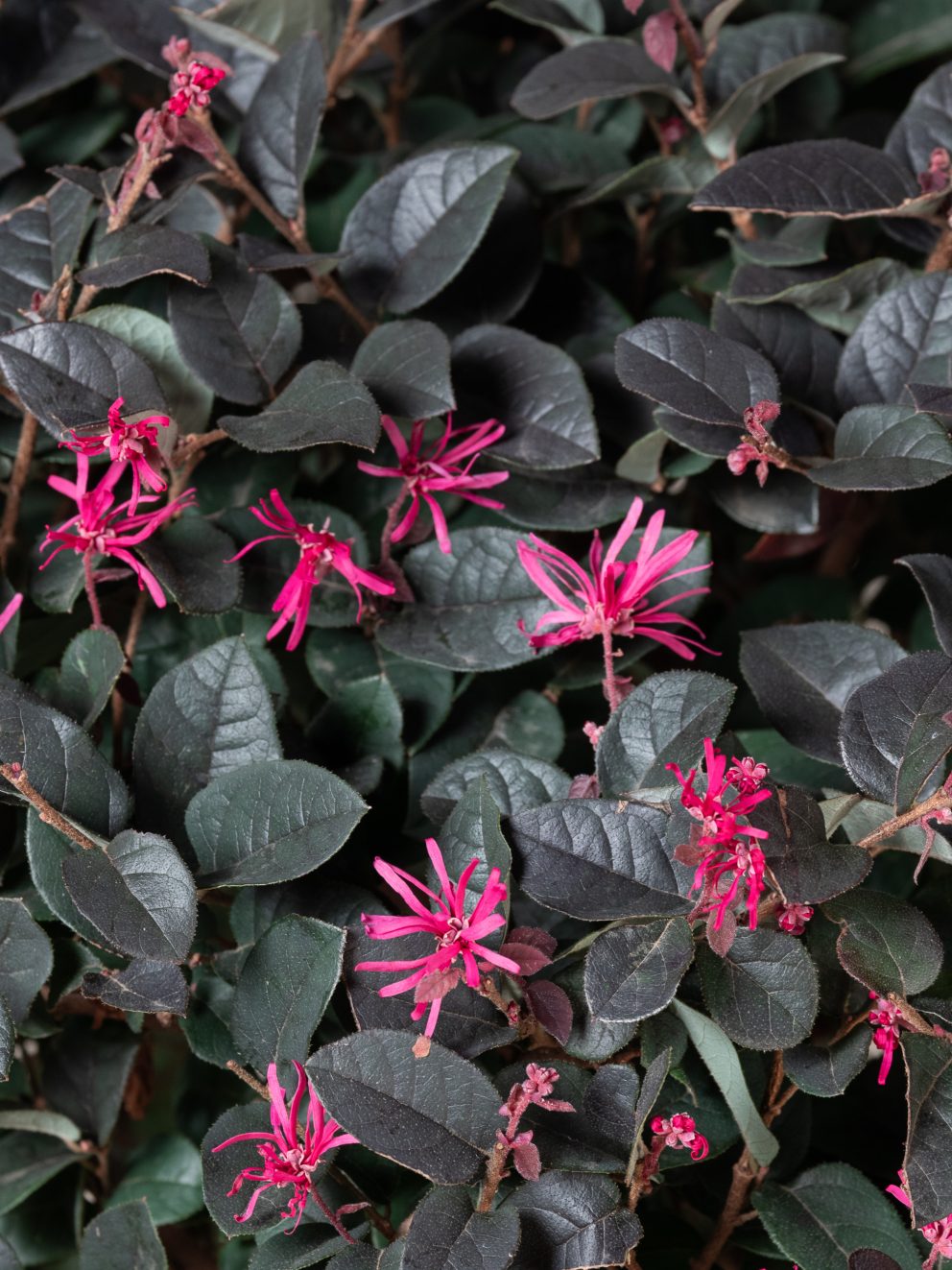 Very competitively priced plant in a good size pot and excellent condition. Lovely leaf colour and will produce beautiful dark red flowers.