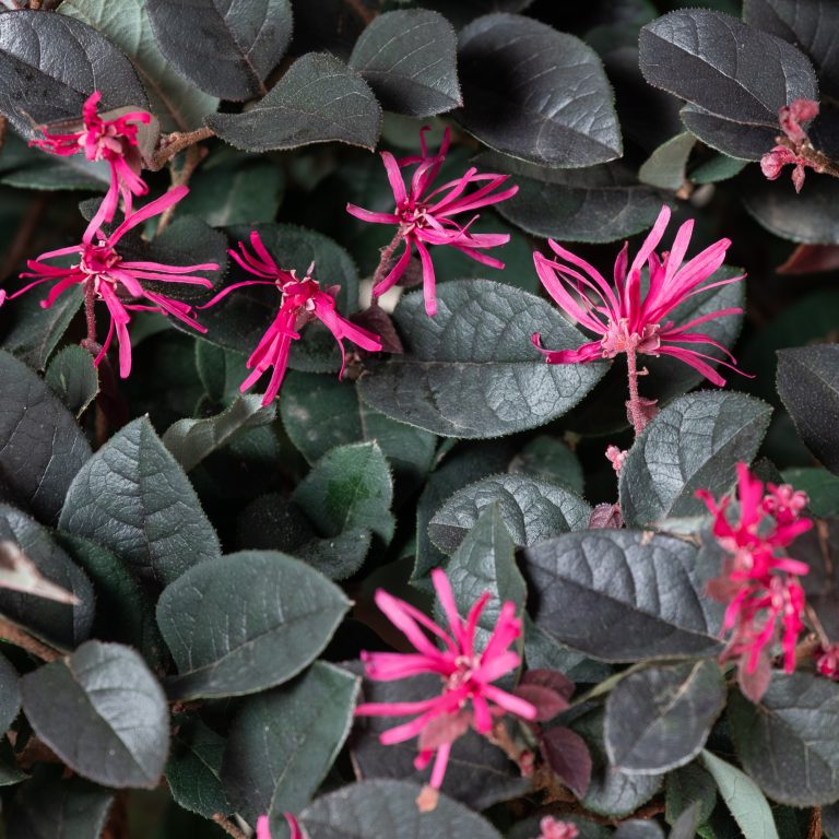 Loropetalum chinense ‘Black Pearl’