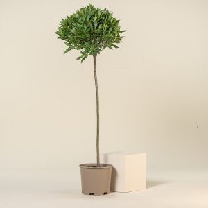 Laurus nobilis