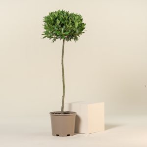 Laurus nobilis - Three Quarter Standard
