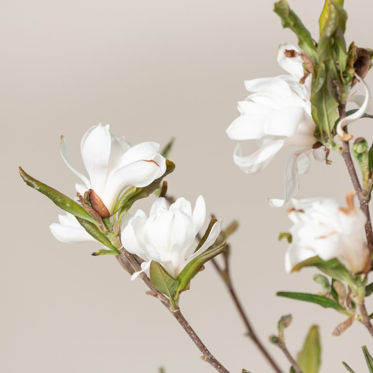 Magnolia stellata – Bush