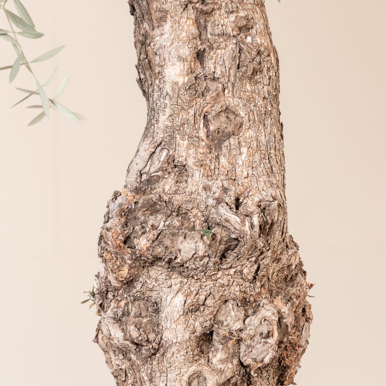 Olea europaea – Bonsai form