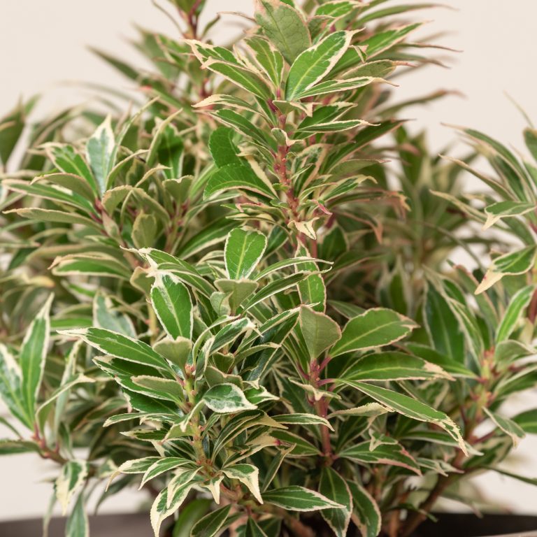 Pieris japonica ‘Carnaval’