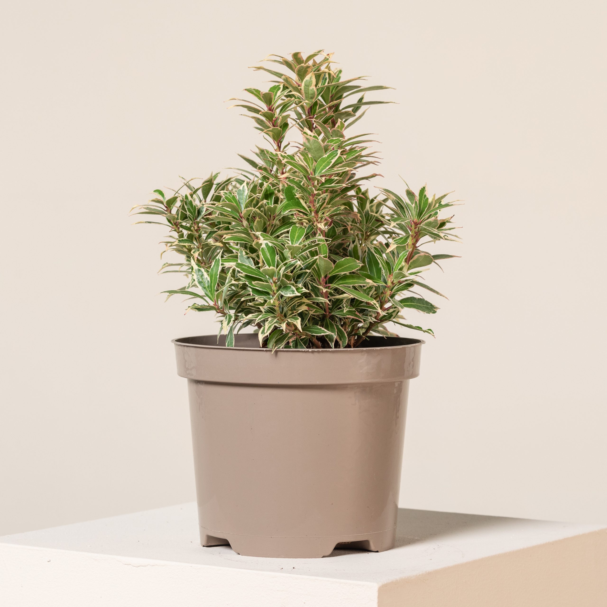 Pieris japonica 'Carnaval' | The Palm Centre