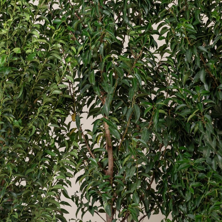 Prunus lusitanica ‘Angustifolia’