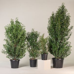Prunus lusitanica 'Angustifolia'