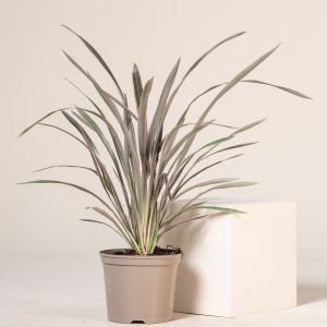 Phormium 'Pink Stripe'