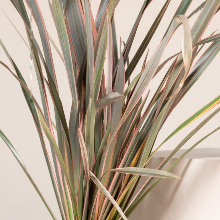 Phormium ‘Rainbow Queen’