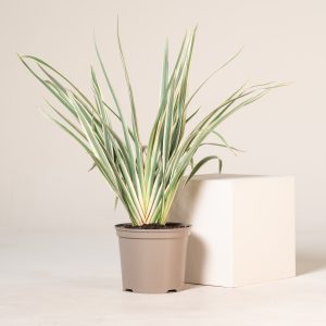 Phormium 'Tricolor'