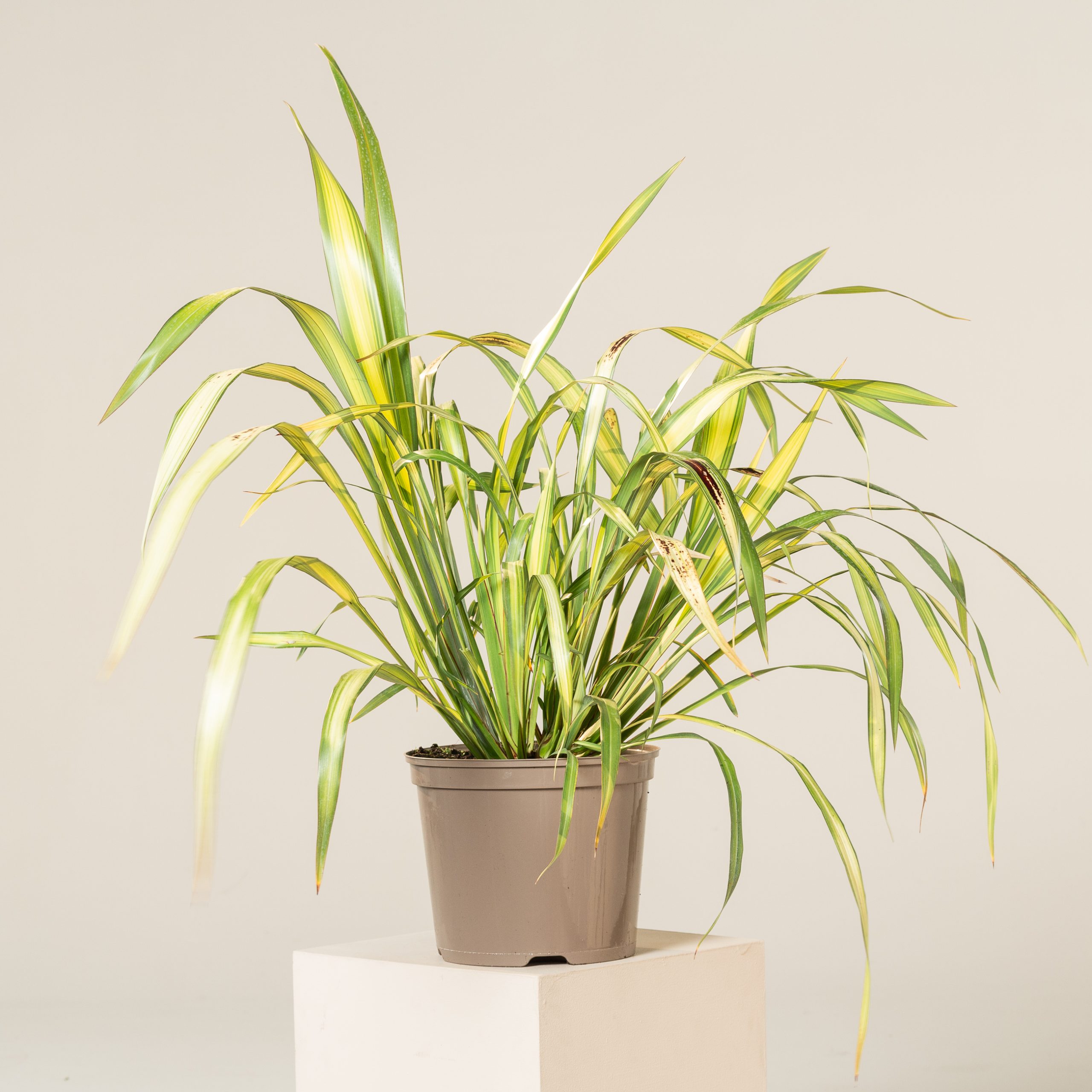 Phormium 'Yellow Wave' - Image 3